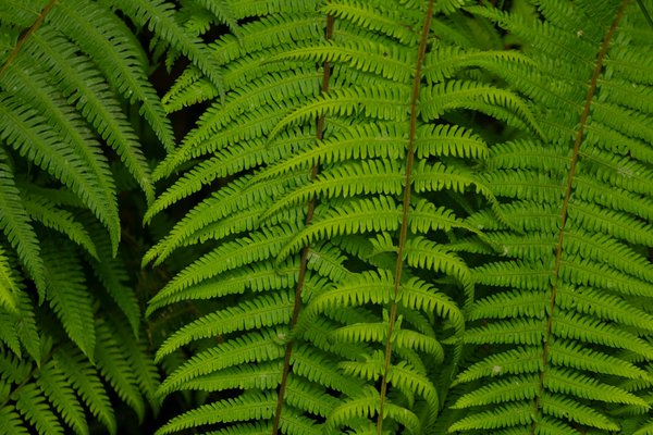 Savourez des pizzas artisanales au kiosque à combronde !